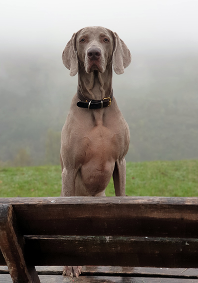 Allevamento Weimaraner Ombra Grigia