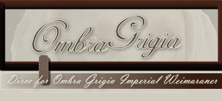 Dirce for Ombra Grigia Imperial Weimaraner
