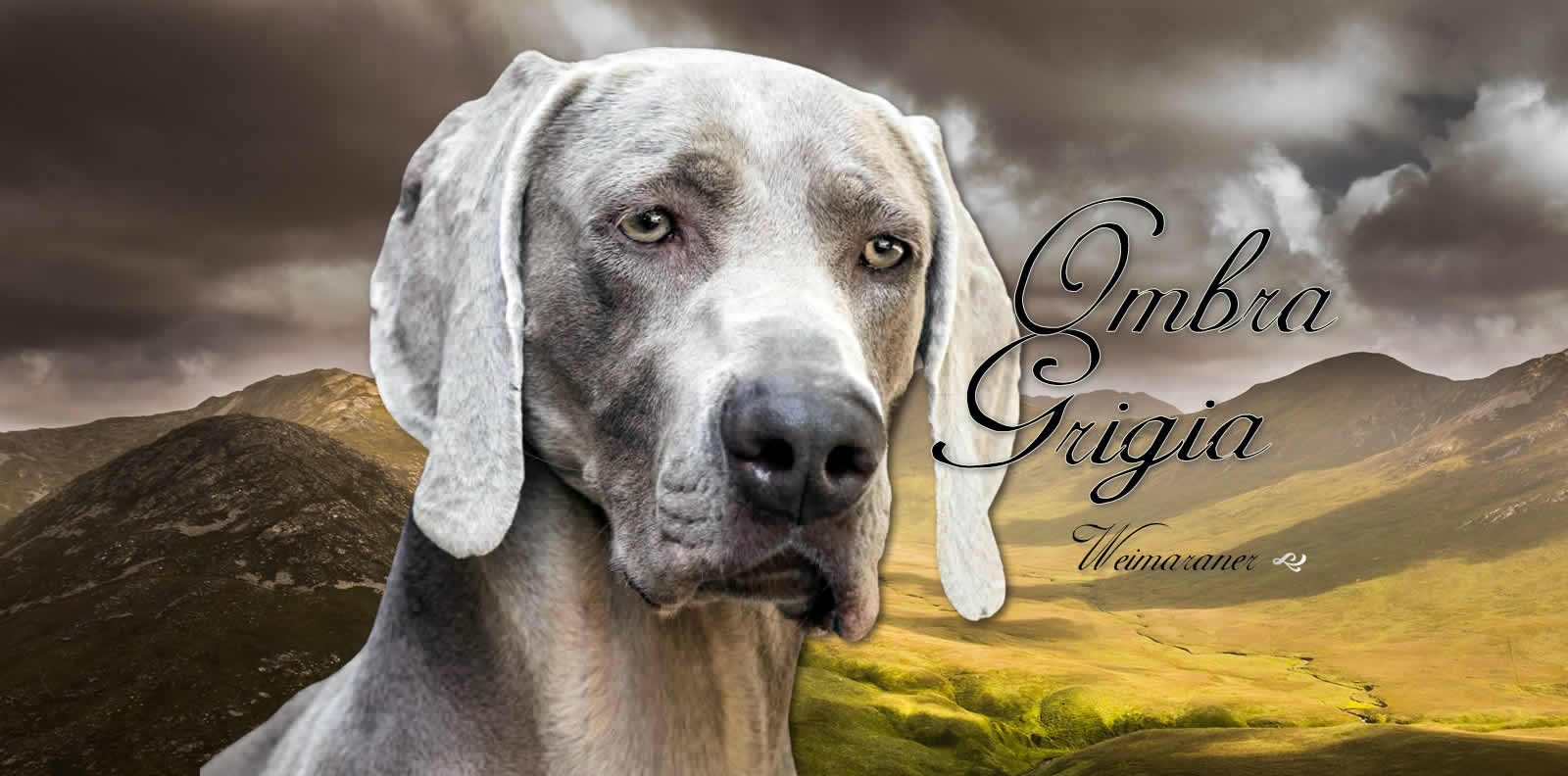 Allevamento Weimaraner Ombra Grigia di Eleonora Costa